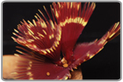 Royal Feather Duster